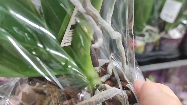 Шикарный завоз орхидей в Леруа Мерлен#орхидеи#леруамерлен#пушкино#цветоводство#цветение смотреть онлайн