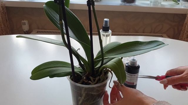 Распаковка новой орхидеи || Орхидея Дикий кот смотреть онлайн