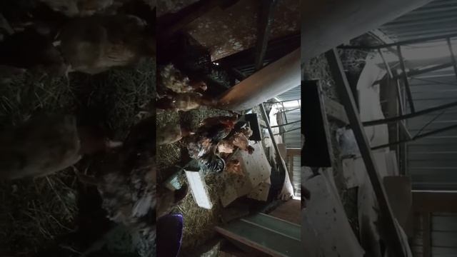 Купили петухов. Цена смотреть онлайн