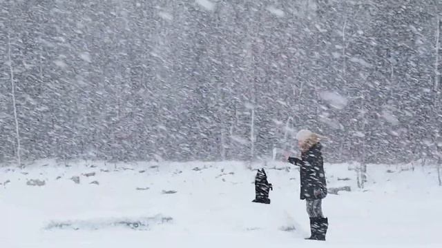Шипперке в самый снежный день на Финском заливе смотреть онлайн