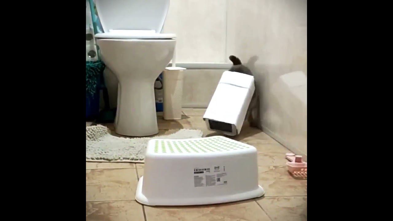 Camera cat! Скоро на DaFuqBoom! смотреть онлайн