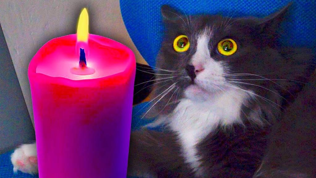 ОСТАЛИСЬ ОДНИ ДОМА НОЧЬЮ! СТРАШНЫЕ ИСТОРИИ НА НОЧЬ ОТ ВОЛШЕБНЫХ ПИТОМЦЕВ смотреть онлайн