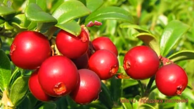 Брусника обыкновенная Ред Перл (red Perl Red Perl) ? обзор: как сажать, саженцы брусники Ред Перл