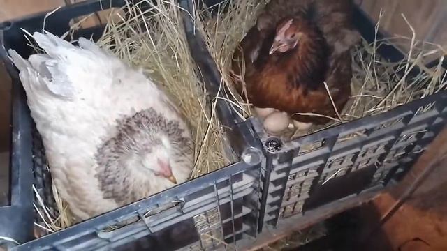 Мои КВОЧКИ! / Квочки выводят цыплят каждую неделю / 16 КВОЧЕК это много? смотреть онлайн