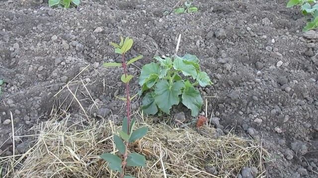 Выращивание дынь из рассады и без смотреть онлайн