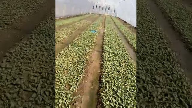 Полив редиса маятниковой поливалкой. смотреть онлайн