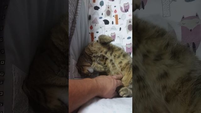 Морковкин ошибся кроватью #shorts смотреть онлайн