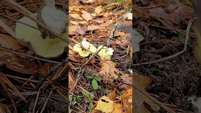 Гриб зеленка. Чудесный гриб! #Shorts смотреть онлайн