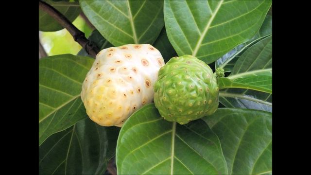 Noni Fruit as Immune System Support Pink Noise Audio смотреть онлайн