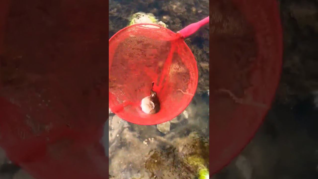 Звездочёт!! Редкая ядовитая рыба в Севастополе #blacksea #shots #kayakfishing #ruralfishing смотреть онлайн