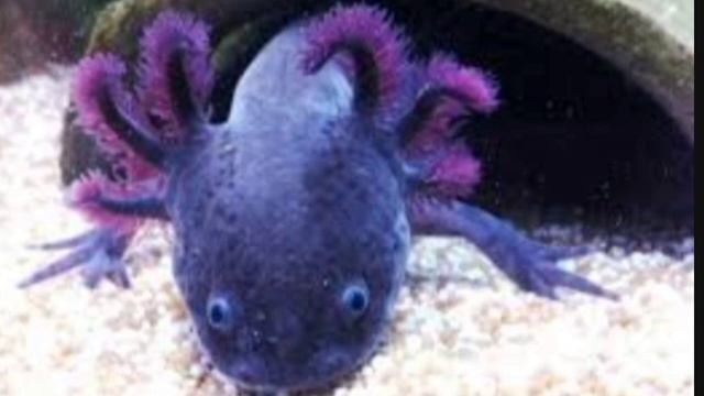 все виды аксолотлей