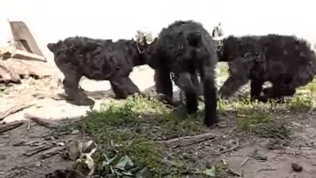 Щенки 06,07,12год смотреть онлайн