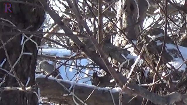 Декоративный, деревянный забор с аркой (наша работа) стройка смотреть онлайн