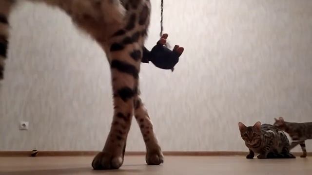 тигровые кошки смотреть онлайн