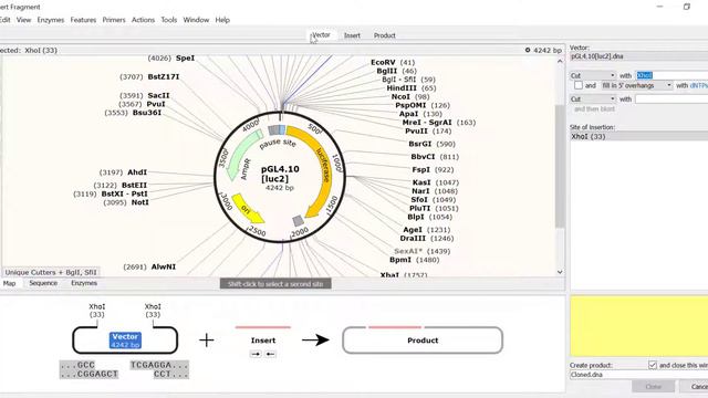 Simulating Restriction And Insertion Cloning In SnapGene смотреть онлайн