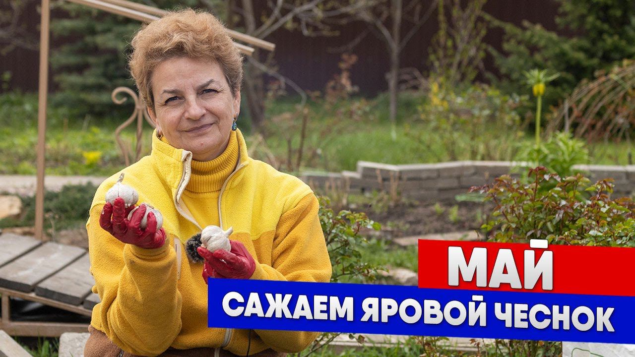 Правила посадки ярового чеснока