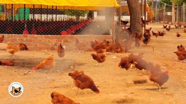 Ayush Free Range Egg's Story