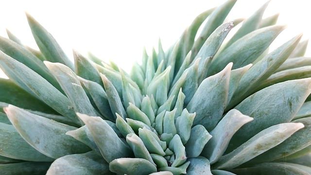 Sedum Suaveolens F. Crestata