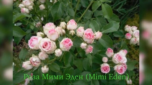 Rose Mimi Eden (роза Мими Эден) смотреть онлайн