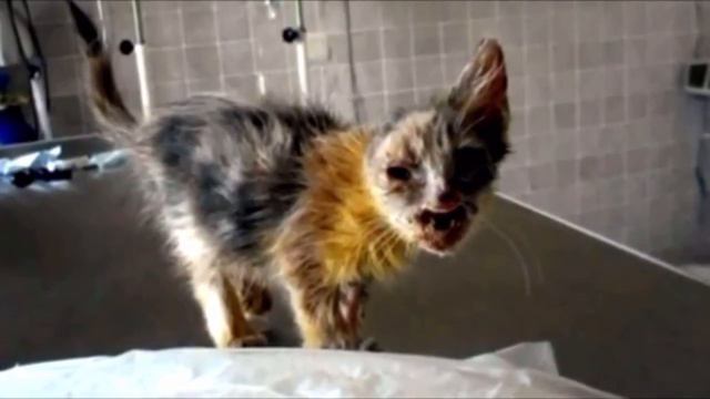 Девочка спасла котёнка на которого боялись смотреть взрослые люди, вот каким он стал в любящей семь смотреть онлайн