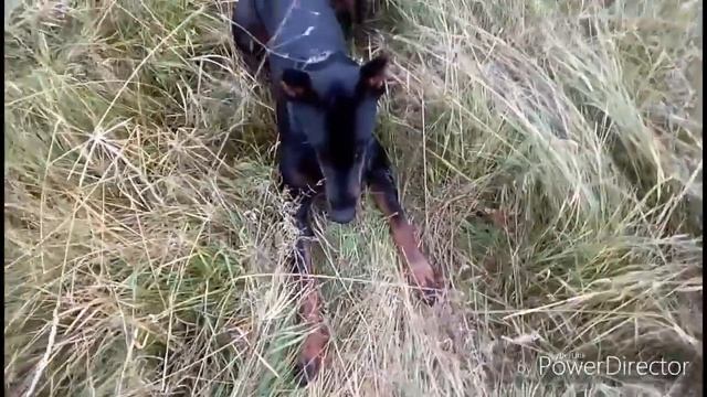 Собака и пенопласт смотреть онлайн