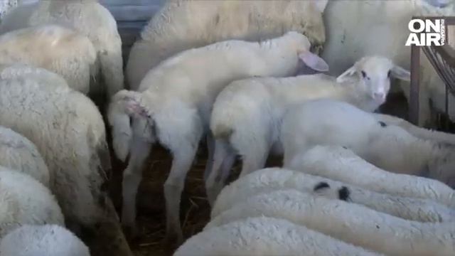 30% по-скъпа трапеза за Великден - цените на яйцата скочиха, а прясно агнешко рядко се намира смотреть онлайн
