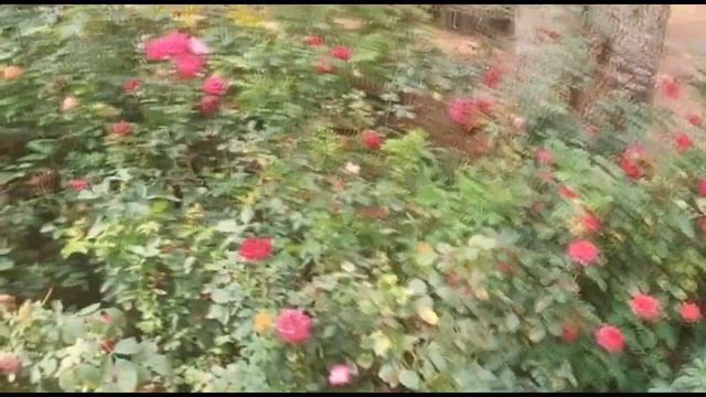 #Remys Garden and Vlogs #Pcr Garden Mall смотреть онлайн