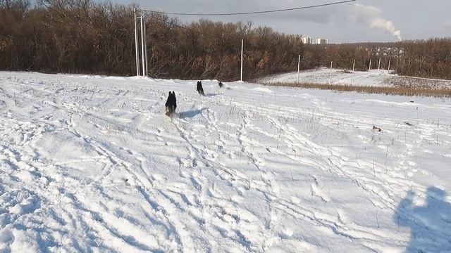 ПОТЕРЯЛАСЬ НЕМЕЦКАЯ ОВЧАРКА смотреть онлайн