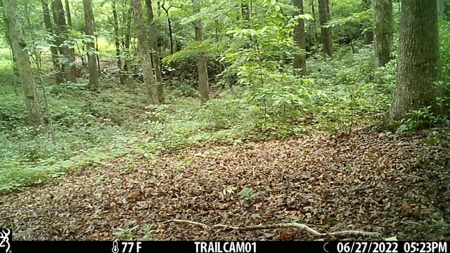 Fawn in our Backyard, Trail Camera S.C. смотреть онлайн