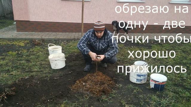 Правильная посадка фундука за 3 минуты смотреть онлайн