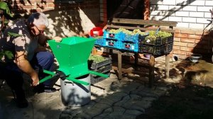 Сбор и переработка винограда сортов Цитронный Магарача и Первенец Магарача на вино. 15.09.23