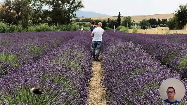 DOVE trovare i campi di Lavanda in TOSCANA?quelli di Santa Luce | #italia смотреть онлайн