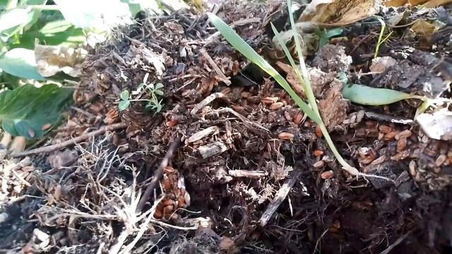 ?БИОТА ОБЕСПЕЧИВАЕТ всё: от ИММУНИТЕТА ЧЕЛОВЕКА? до предотвращения глобальных катаклизмов смотреть онлайн