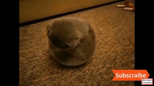 КОТА ПРЕТ | ПРИКОЛЬНЫЕ КОШКИ Лучшие видео приколы