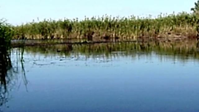 кабанья семейка смотреть онлайн