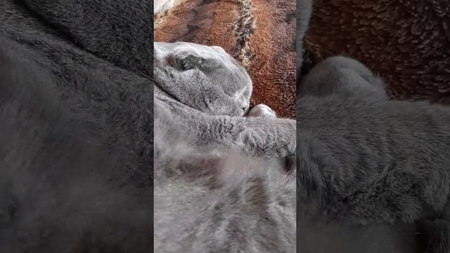 Кот храпит смотреть онлайн