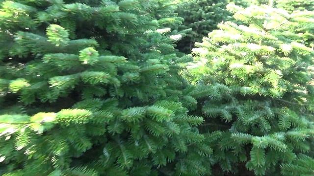 Пихта Нордмана (срубленная новогодняя пихта)  11747