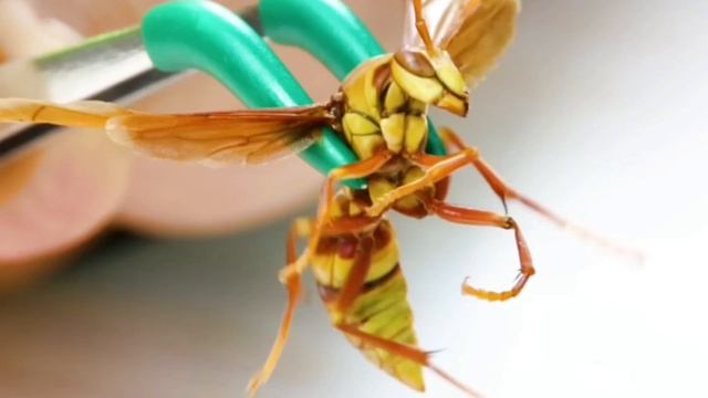 Виды пчёл, ос и шмелей. смотреть онлайн