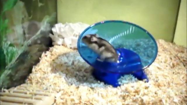 Cute hamster and the flying saucer смотреть онлайн