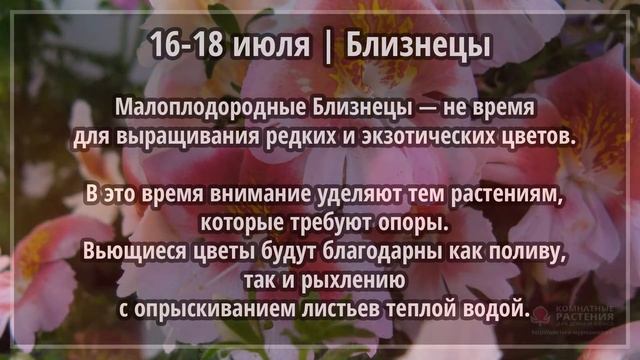 Июль 2020 г. | Лунный календарь комнатных растений смотреть онлайн