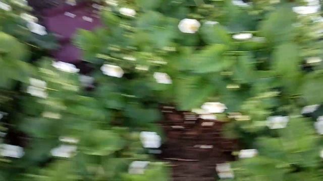 КУПЧИХА...на даче цветет земклуника .2020 смотреть онлайн