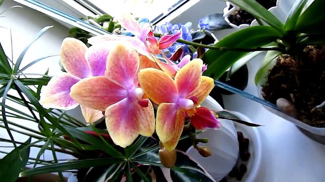 Не могу в это поверить!!! Или "чудеса на свете есть!!!") смотреть онлайн