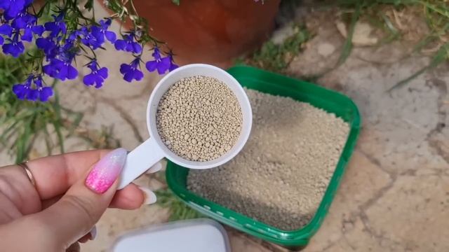 РОЗЫ ЦВЕТУТ ВСЁ ЛЕТО! Делаю ТАК В ИЮНЕ и забываю ПРО ПОДКОРМКИ И СОРНЯКИ! смотреть онлайн