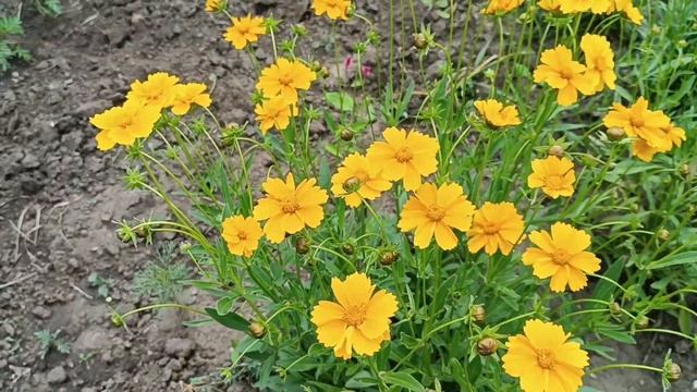 Які беспорядки у Оліному квітнику. Що їсть майори? смотреть онлайн