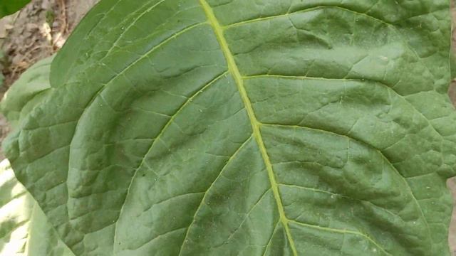 Habano 2000 смотреть онлайн