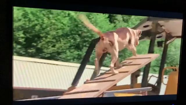 Homeward bound 2 1996: Shadow and chance vs ashcan and Pete!￼ смотреть онлайн