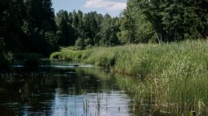 Звуки обитателей озера. Кваканье лягушек,пение птиц.