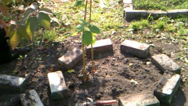Как нужно обрезать колючую ежевику. смотреть онлайн