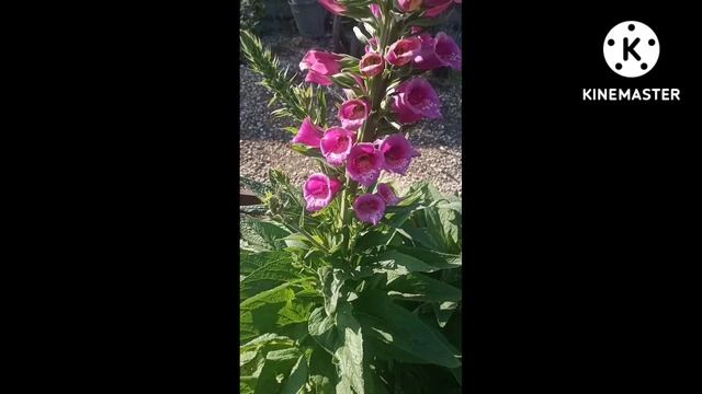 Наперстянка #Shorts смотреть онлайн