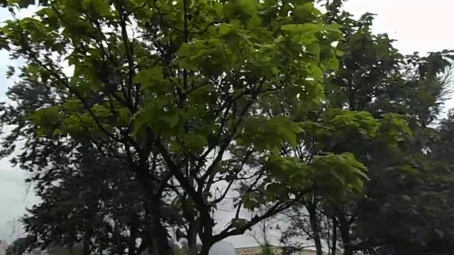 Красивое южное дерево с большими листьями в Актау смотреть онлайн